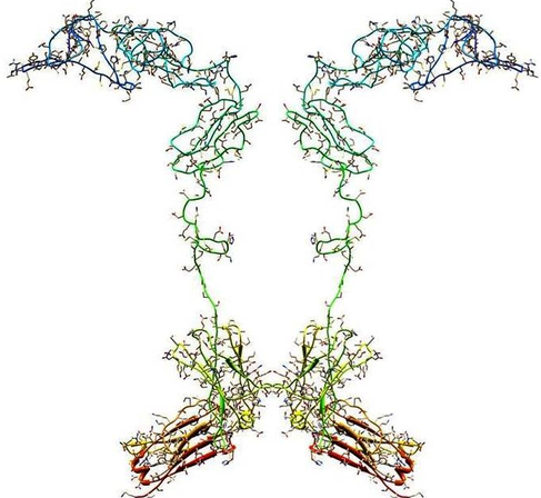 amino-acid