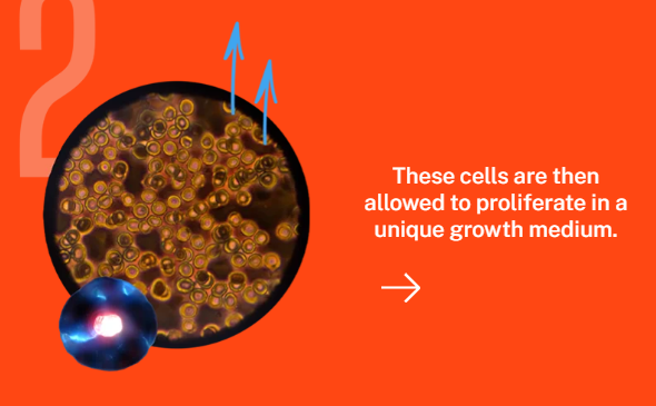 turtle-tree-cell-based-technology-process