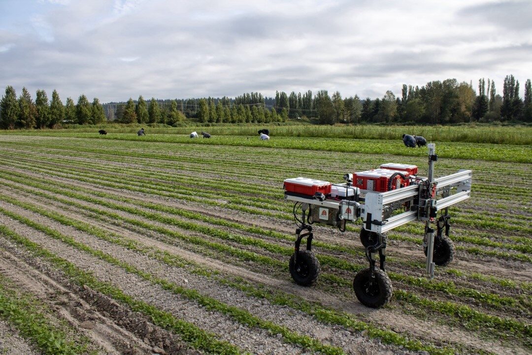 AI-powered weed removal robot of Red barn robotics in field