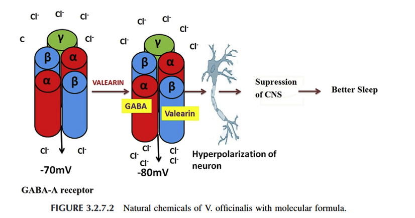 Natural sleep aid: Valerian's molecular formula