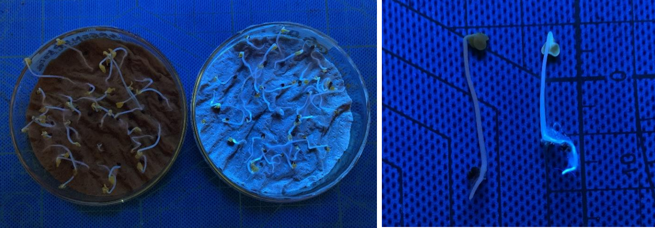 Smart farming: Japanese Mustard Green grown with Commercial Fertilizer and Fuji Pigment’s Quantum Dot Nano Fertilizer on experimental Petri Dish