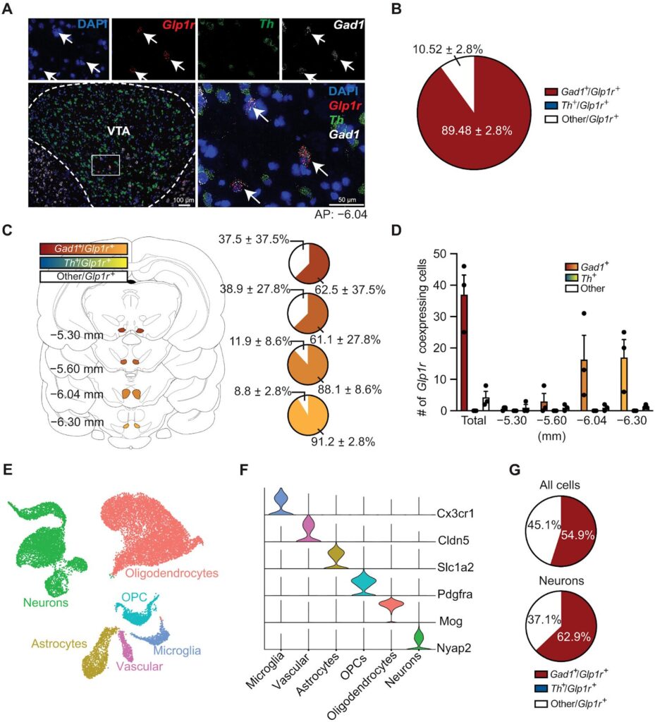 GLP-1Rs are expressed primarily on GABAergic neurons in the VTA